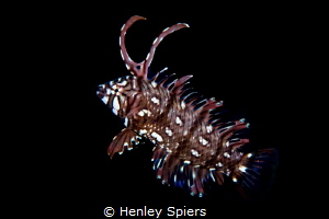 Rockmover Wrasse by Henley Spiers 